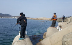 [조황] 가덕도 새바지 대전갱이 입질 왕성