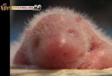 동물농장 국내 최초 판다 2세 만들기 프로젝트 시행...아이바오 러바오 우리 바꾸기, 모형 만나기, 가까운 거리에서 체험