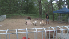 ‘궁금한 이야기Y’ 강아지 실종 사건...순수혈통견만 사라진 이유는