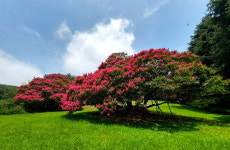 [포토에세이] 화지산 배롱나무
