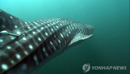경북 동해안서 고래상어 발견 ‘포획 금지 멸종 위기종’ 바다로 돌려보내