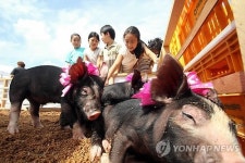 경남 함양군 마천에서 2017 지리산골 돼지감자&흑돼지 축제 열려
