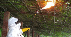 벌집 제거 출동했다 1000만 원 물어준 소방관 “적금 깼다” 무슨 일?