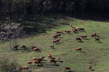 산청 한우 방목