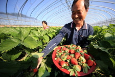 지리산이 키운 맛좋은 산청 딸기
