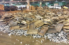 부산공동어시장 일용직 감소 여파 어획물량 제때 처리 못해 ‘발동동’