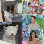 ‘TV 동물농장’ 옥상 방치견(犬) ‘충격’…“동물을 위한 동물보호법 개정 필요”