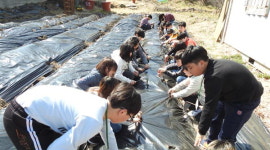 “봄감자야 여름에 다시 만나”