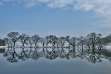 [포토에세이] 임과 걷고 싶은 반곡지 둑길