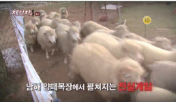 [제보자들] 남해 양떼목장 알력싸움...국내 최고 아성에 도전한 이유는?