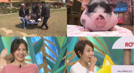 ‘TV 동물농장’ 엑소-방탄소년단-위너-박서준-설현, 이들의 공통점은?