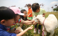 경남 사천 가나안 목장 농진청 오감만족 체험 목장에 선정