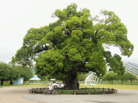 생명의 숲을 거닐다 <10> 경북 성주 성밖숲