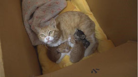 ‘TV 동물농장’ 주택가 쓰레기봉투 속 새끼고양이 4마리 유기…극악무도한 범인은?