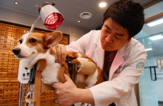 침 맞는 강아지·한약 먹는 고양이…동물도 ‘한방’ 통해요