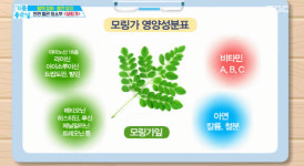 모링가 효능 무엇? 각종 영양소 풍부&혈관 청소