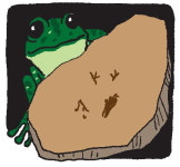 [도청도설] 발자국 화석