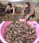 지리산 매동마을, ‘공할머니 시골밥상’ 유명