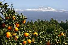 동북아 바다…인문학으로 항해하다 <7> 재일제주인의 고향 사랑과 감귤