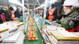 산청딸기, 베트남 식탁 오른다