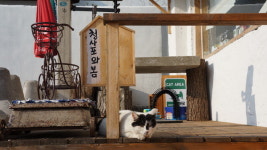부산여행 탐구생활 <13> 청사포 고양이 마을