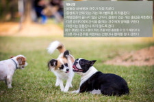 맘껏 뛰놀며 자유 만끽, 반려견도 사람도 힐링…펫티켓은 필수 아시죠