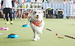 댕댕이(개의 애칭)랑 동물영화 보고 건강상담 “주인님, 우리도 펫축제 놀러가요”