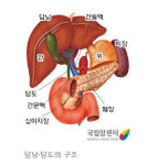 진단 1년 내 90% 사망…‘소리 없는 암’ 담도암, 초기 증상은?