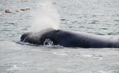 국립수산과학원, 동해 고래 육안 관찰·조사