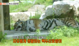 봉화 ‘국립백두대간수목원’에는 호랑이가 있다? 입장료는 얼마?