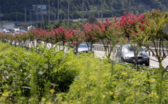진주~산청 간 국도변 백일홍 활짝