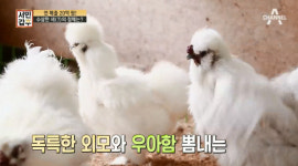 서민갑부 ‘관상용 닭’ 키워 연매출 20억…관상용 닭 사려면 어디로
