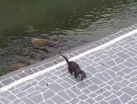 한때 썩은 물 오명 석대천 ‘수달의 귀환’…해석 분분