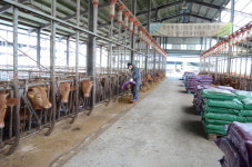 하루…삶의현장 동행취재 <2> 합천축협 황토한우 보존장