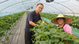 귀촌 <25> 양산 ‘행복한 딸기 농장’
