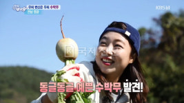 전남 영광에서 재배중인 수박무 무엇, 효능은?