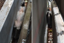 멧돼지 도심까지 진출… 지하철 부암역 출구 인근