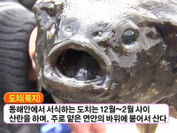 지금이 제철 ‘도치’ 어떤 생선, 가격은?
