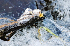 얼음 녹은…한 폭의 그림 같은 계곡물