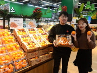 제주 올레길 황토밭에서 자란 귤