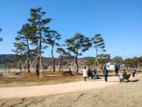 경남 함천군, 삼가 생태공원, 소나무 이식으로 새롭게 단장