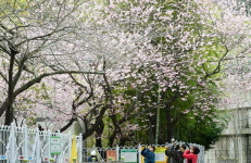 경칩에 활짝 핀 벚꽃…그래도 봄은 오네요