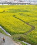 대저생태공원 유채꽃 아름답지만…내년에 보러 오세요
