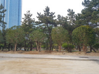 향토기업인들, 해운대구에 동백나무 기증
