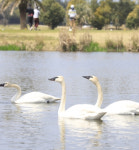 한진그룹, 골프장으로 이사간 고니 3마리에 소유권 주장