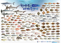 ‘잘 팔리는’ 우리바다 물고기 163종, 한눈에 본다