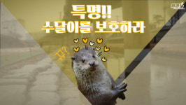 [뭐라노]부산 강가에 수달 출몰하지만 공존 대책 부족