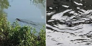 온천천·석대천 수달 서식지 됐는데…개체수도 모른다는 부산시