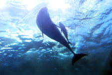 동물보호·환경단체 울산 고래 생태체험관 책임자 고발