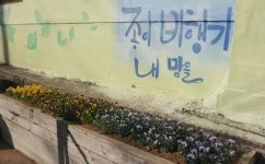 해운대구 반여4동 행정복지센터 겨울맞이 초화 식재 外